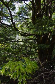Nothofagus, Mt Toorongo, VIC